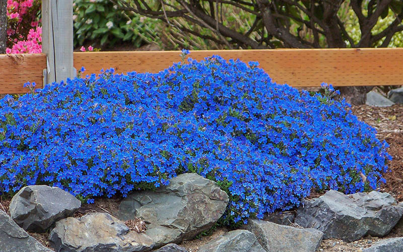  Grace Ward Lithodora - 5 Pack Of 4" Pots