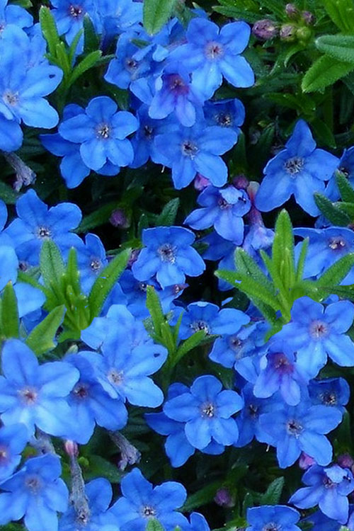  Grace Ward Lithodora - 5 Pack Of 4" Pots