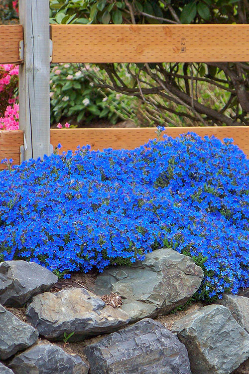  Grace Ward Lithodora - 5 Pack Of 4" Pots