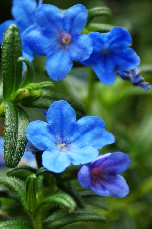  Grace Ward Lithodora - 5 Pack Of 4" Pots