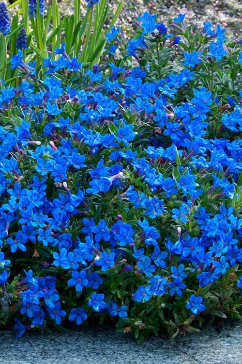  Grace Ward Lithodora - 5 Pack Of 4" Pots