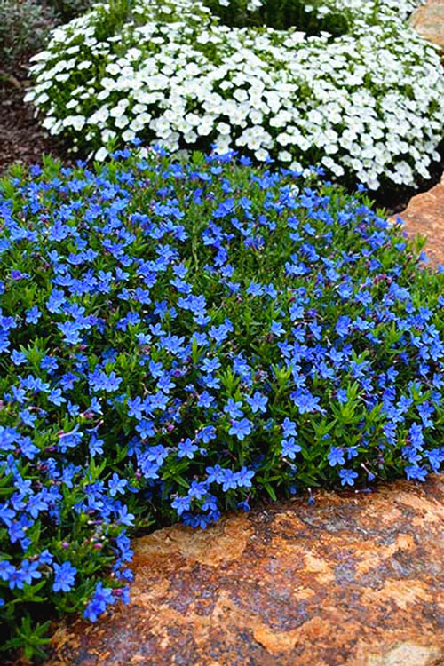  Grace Ward Lithodora - 5 Pack Of 4" Pots