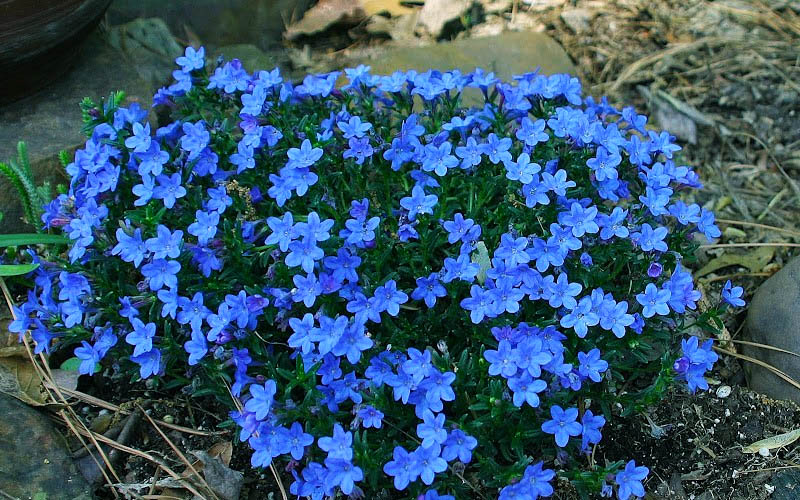  Grace Ward Lithodora - 5 Pack Of 4" Pots