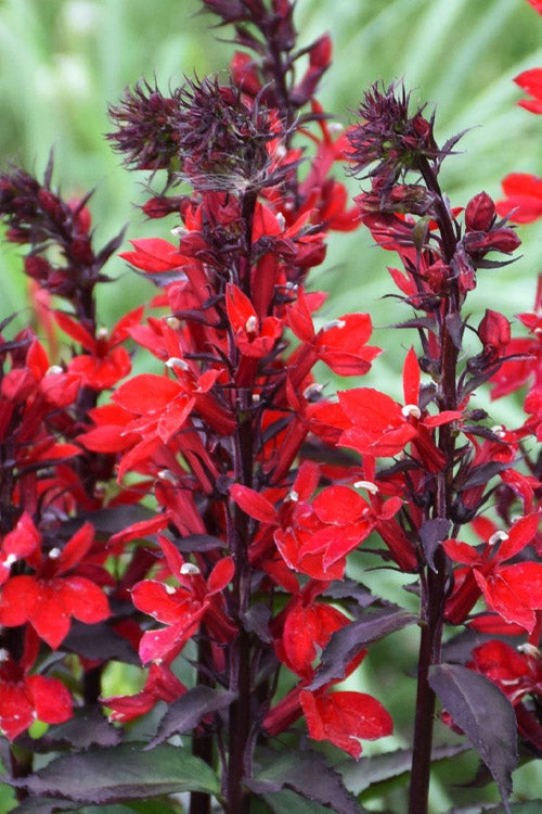  Black Truffle Cardinal Flower (Lobelia) - 6 Pack Of 1 Gallon Pots