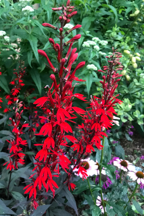  Black Truffle Cardinal Flower (Lobelia) - 6 Pack Of 1 Gallon Pots
