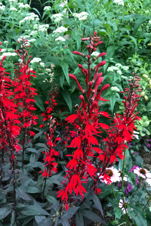  Black Truffle Cardinal Flower (Lobelia) - 6 Pack Of 1 Gallon Pots