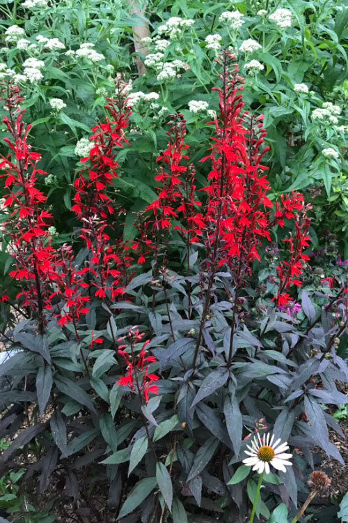  Black Truffle Cardinal Flower (Lobelia) - 6 Pack Of 1 Gallon Pots