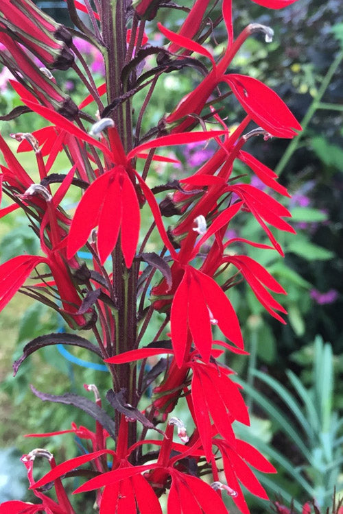  Black Truffle Cardinal Flower (Lobelia) - 6 Pack Of 1 Gallon Pots
