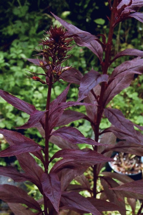  Black Truffle Cardinal Flower (Lobelia) - 6 Pack Of 1 Gallon Pots