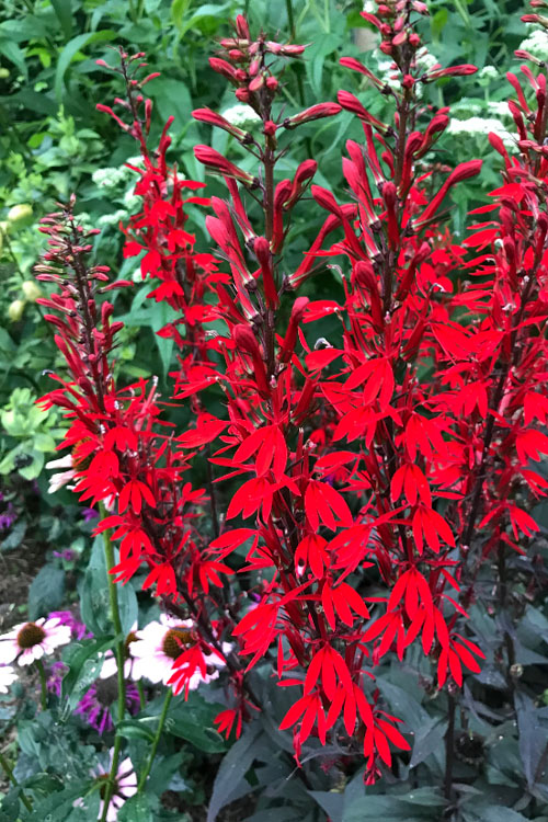  Black Truffle Cardinal Flower (Lobelia) - 6 Pack Of 1 Gallon Pots