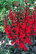  Black Truffle Cardinal Flower (Lobelia) - 6 Pack Of 1 Gallon Pots
