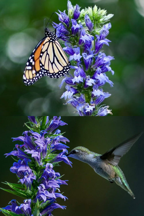  Great Blue Lobelia - 6 Pack Of 2.5 Quart Pots