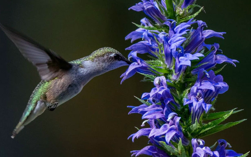  Great Blue Lobelia - 2.5 Quart Pot
