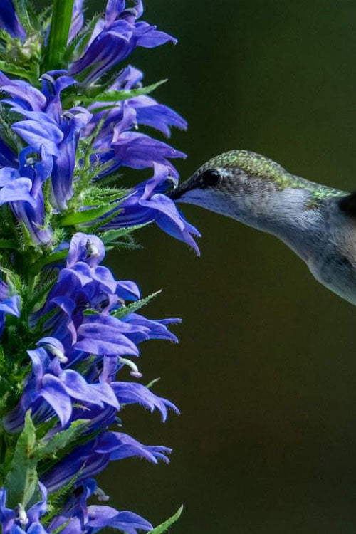  Great Blue Lobelia - 6 Pack Of 2.5 Quart Pots