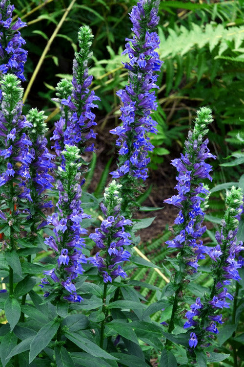  Great Blue Lobelia - 6 Pack Of 2.5 Quart Pots