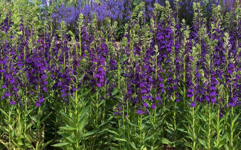  Starship Blue Cardinal Flower (Lobelia) - 6 Pack Of 1 Gallon Pots