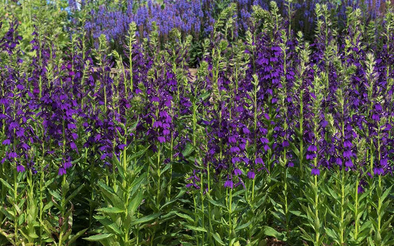  Starship Blue Cardinal Flower (Lobelia) - 6 Pack Of Quart Pots