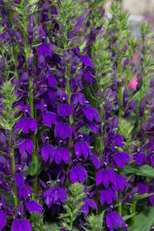  Starship Blue Cardinal Flower (Lobelia) - 1 Gallon Pot