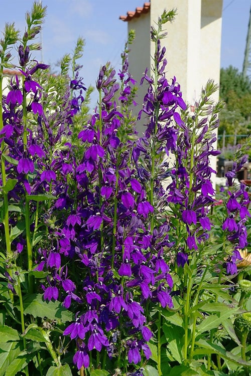  Starship Blue Cardinal Flower (Lobelia) - 6 Pack Of 1 Gallon Pots