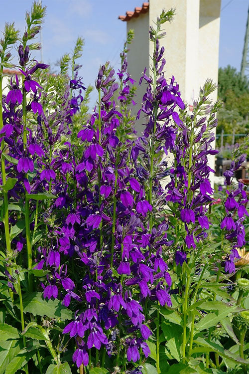  Starship Blue Cardinal Flower (Lobelia) - 2 Gallon Pot