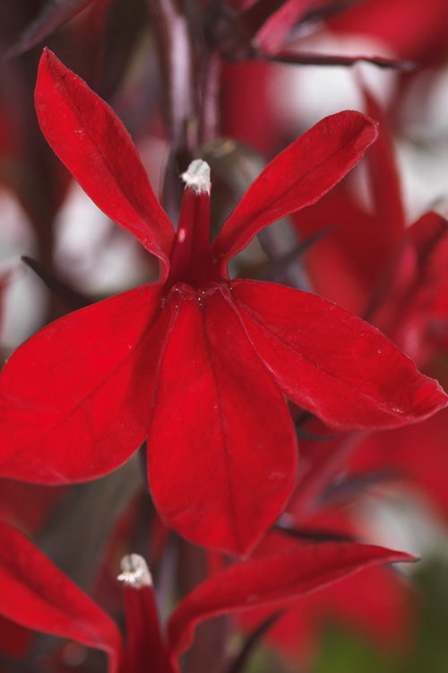  Starship Scarlet Bronze Cardinal Flower (Lobelia) - 1 Gallon Pot