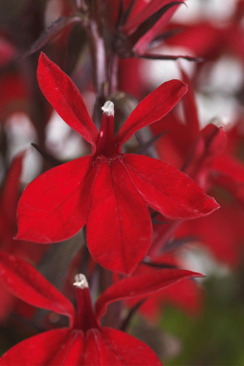  Starship Scarlet Bronze Cardinal Flower (Lobelia) - 1 Gallon Pot
