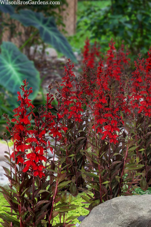  Starship Scarlet Bronze Cardinal Flower (Lobelia) - 1 Gallon Pot