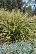 Katrinus Deluxe Lomandra - 1 Gallon Pot