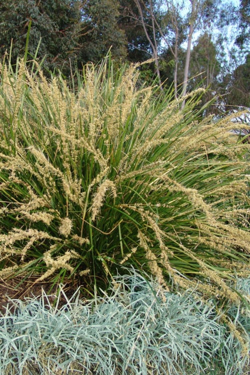  Katrinus Deluxe Lomandra - 1 Gallon Pot 