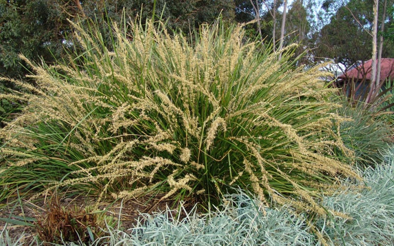  Katrinus Deluxe Lomandra - 1 Gallon Pot 