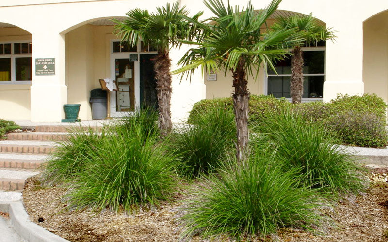  Katrinus Deluxe Lomandra - 1 Gallon Pot