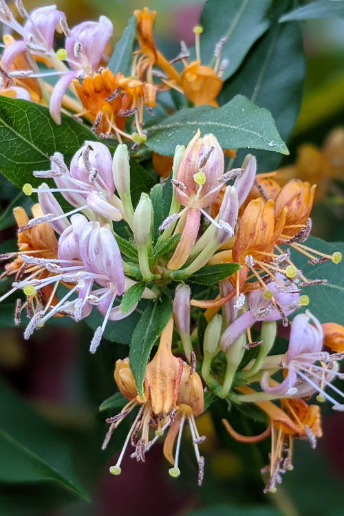  Candy Swirl Honeysuckle Vine (Lonicera) - 5 Gallon Pot