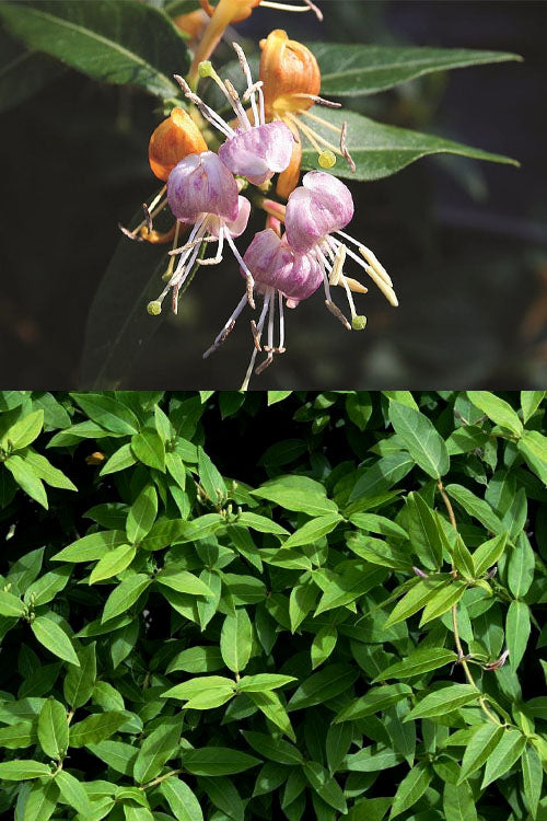  Candy Swirl Honeysuckle Vine (Lonicera) - 5 Gallon Pot