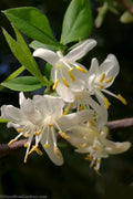  Fragrant Winter Honeysuckle Bush (Lonicera Fragrantissima) - 3 Gallon Pot