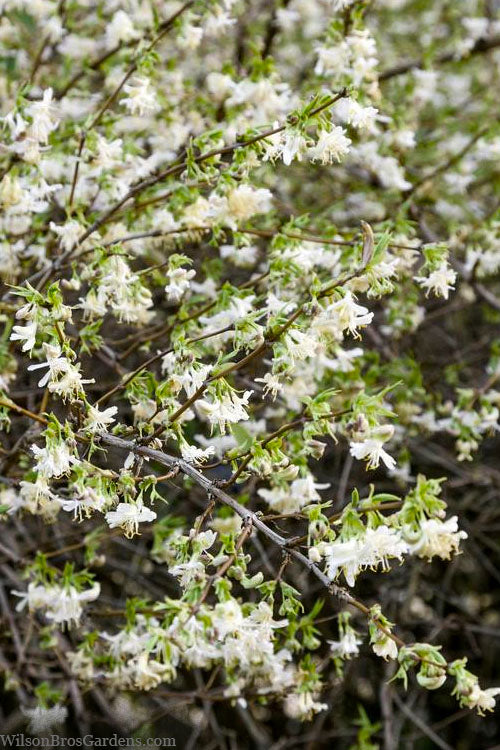  Fragrant Winter Honeysuckle Bush (Lonicera Fragrantissima) - 3 Gallon Pot