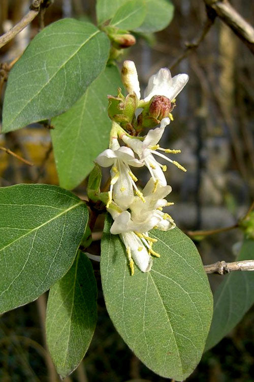  Fragrant Winter Honeysuckle Bush (Lonicera Fragrantissima) - 3 Gallon Pot
