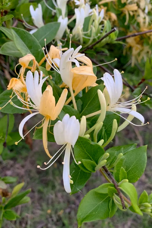  Hall's Hardy Honeysuckle Vine (Lonicera Japonica 'Halliana') - 3 Gallon Pot