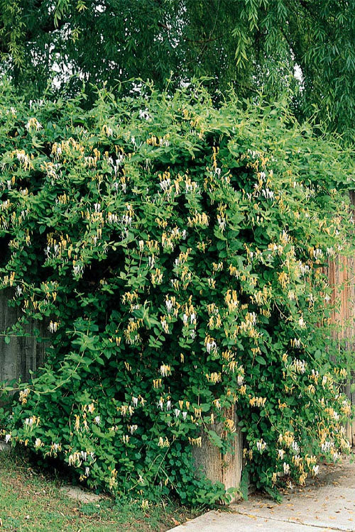  Hall's Hardy Honeysuckle Vine (Lonicera Japonica 'Halliana') - 1 Gallon Pot