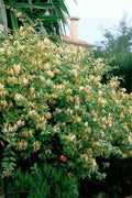  Hall's Hardy Honeysuckle Vine (Lonicera Japonica 'Halliana') - 1 Gallon Pot