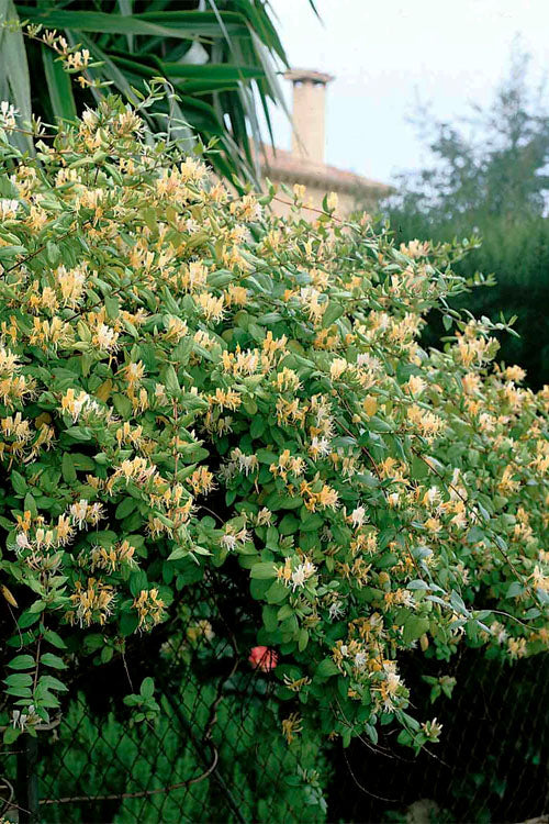  Hall's Hardy Honeysuckle Vine (Lonicera Japonica 'Halliana') - 1 Gallon Pot