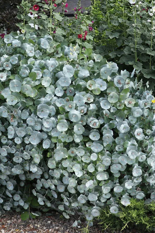  Kintzley's Ghost Honeysuckle Vine - 3 Gallon Pot
