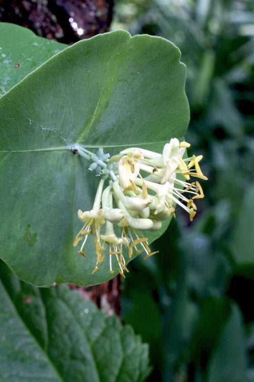  Kintzley's Ghost Honeysuckle Vine - 1 Gallon Pot