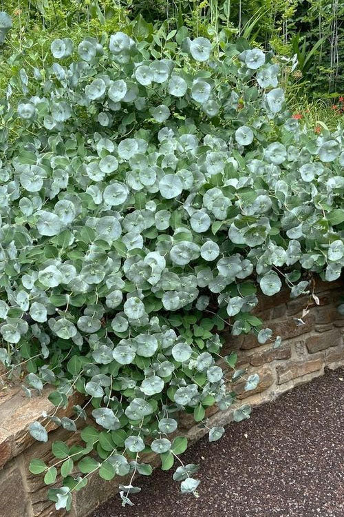  Kintzley's Ghost Honeysuckle Vine - 3 Gallon Pot
