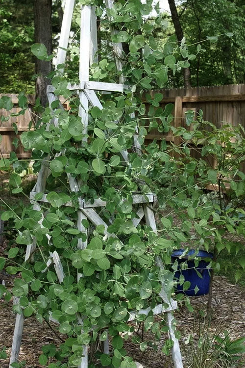  Kintzley's Ghost Honeysuckle Vine - 1 Gallon Pot