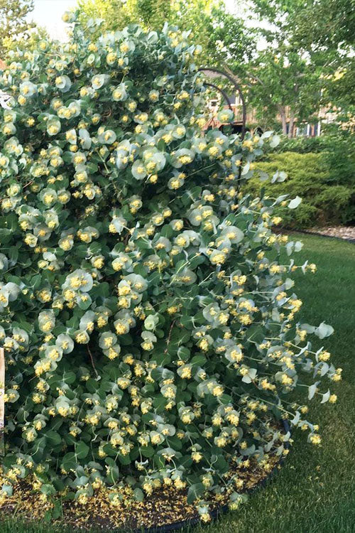  Kintzley's Ghost Honeysuckle Vine - 1 Gallon Pot