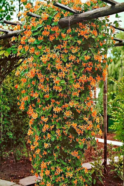  Mandarin Orange Honeysuckle Vine - 12" Pot