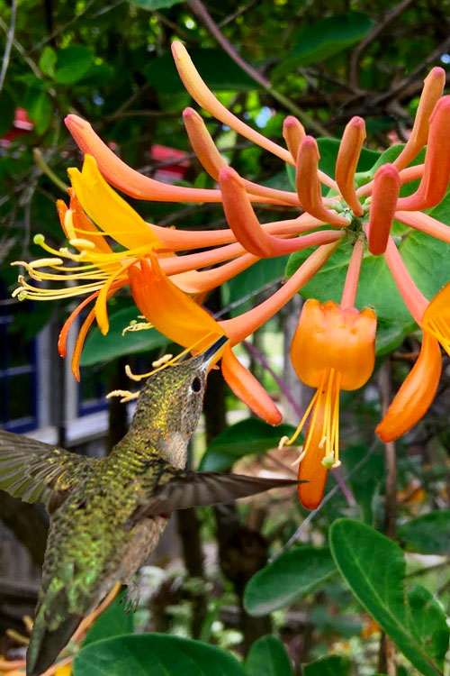  Mandarin Orange Honeysuckle Vine - 6 Pack Of 1 Gallon Pots
