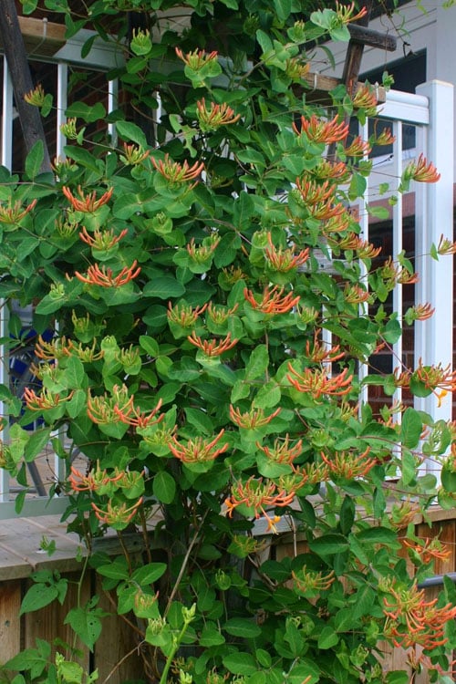  Mandarin Orange Honeysuckle Vine - 12" Pot