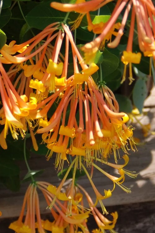  Mandarin Orange Honeysuckle Vine - 12" Pot