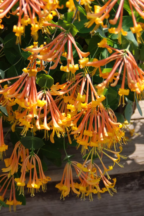  Mandarin Orange Honeysuckle Vine - 6 Pack Of 1 Gallon Pots